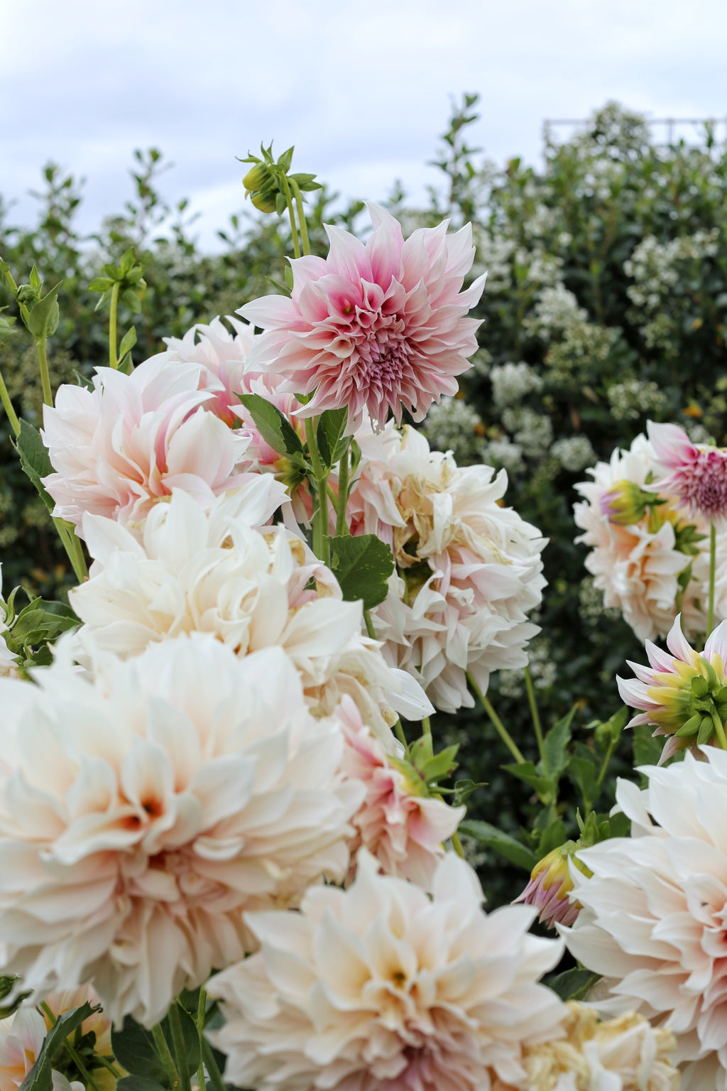 Tasmania Art Retreat  'Florals & Blooms'  6Nights 25 - 31  May 2025 SOLD OUT