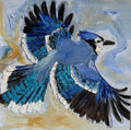 Blue Jay in Flight