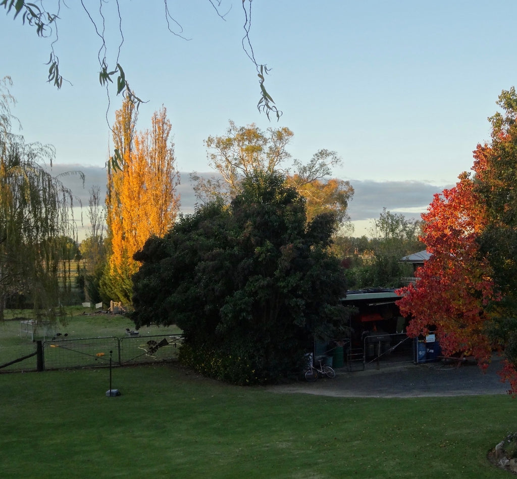 Mudgee Floral & Blooms Art Retreat  23 - 27 November 2026 $3690